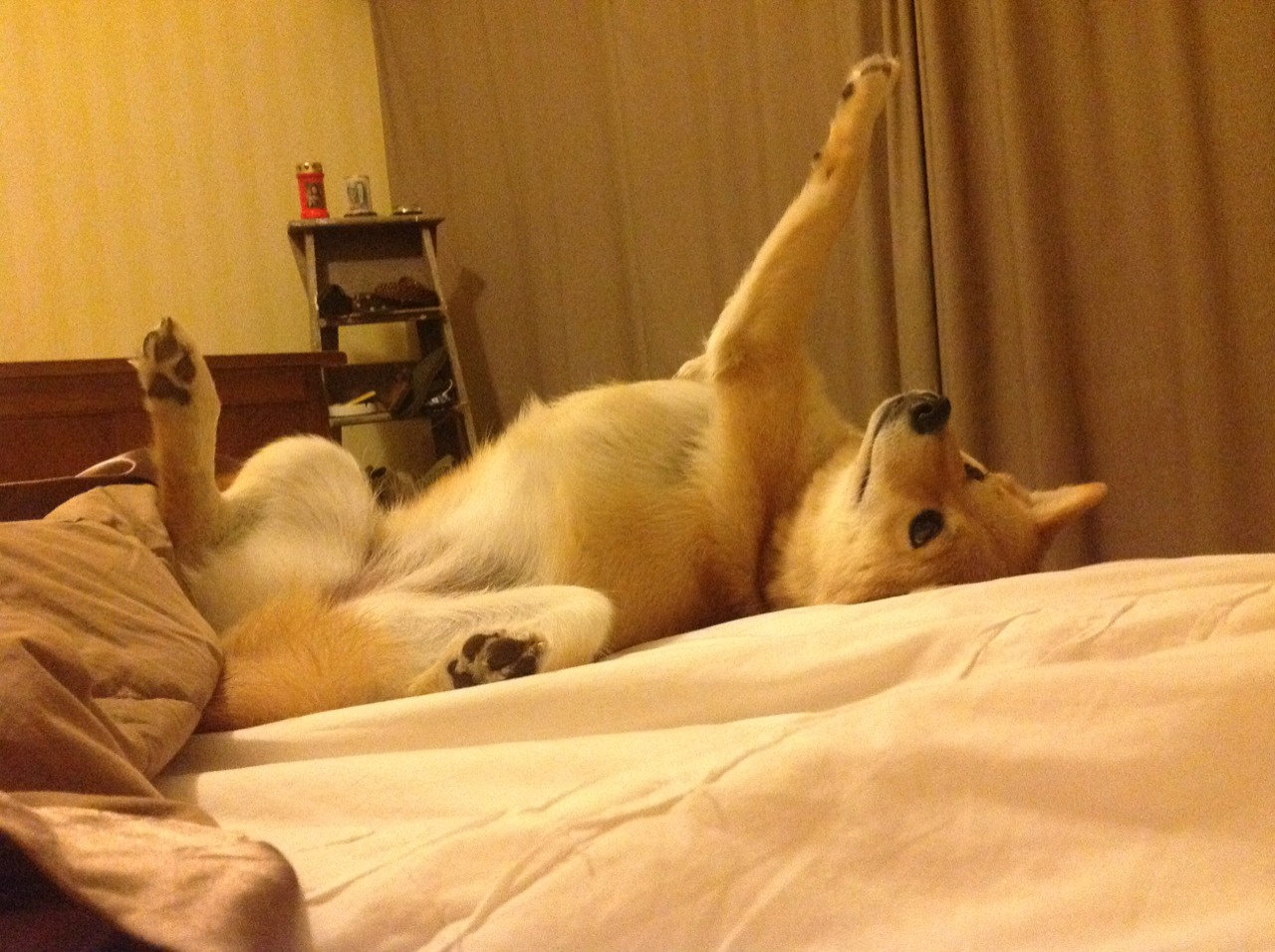 唯一性文章,新疆队横扫猛龙,周琦如何统治全场成为绝对主宰?