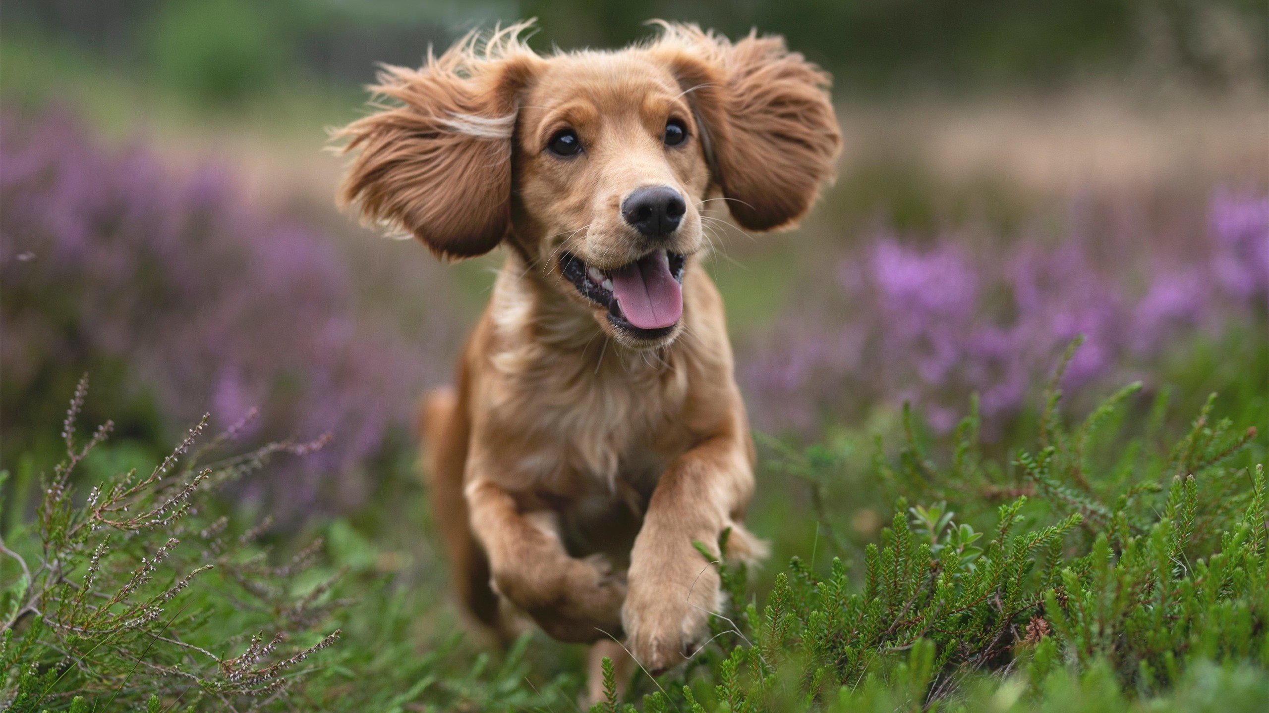 星空远征,当火箭队携未来之火,燎过传统火炬的原野