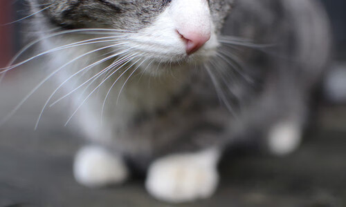 草根逆袭之夜,四川队鏖战热火,布伦森独揽巨星之心