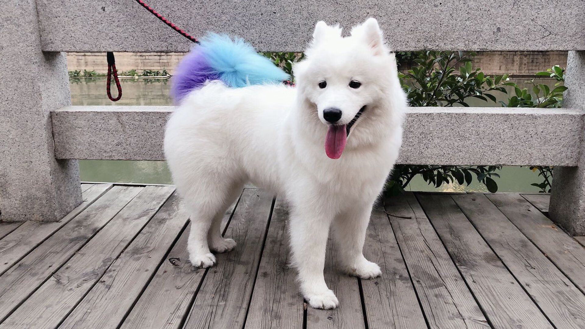 东方之夜的双重震撼,马来西亚绝杀德国与辛杜惊艳四座的启示