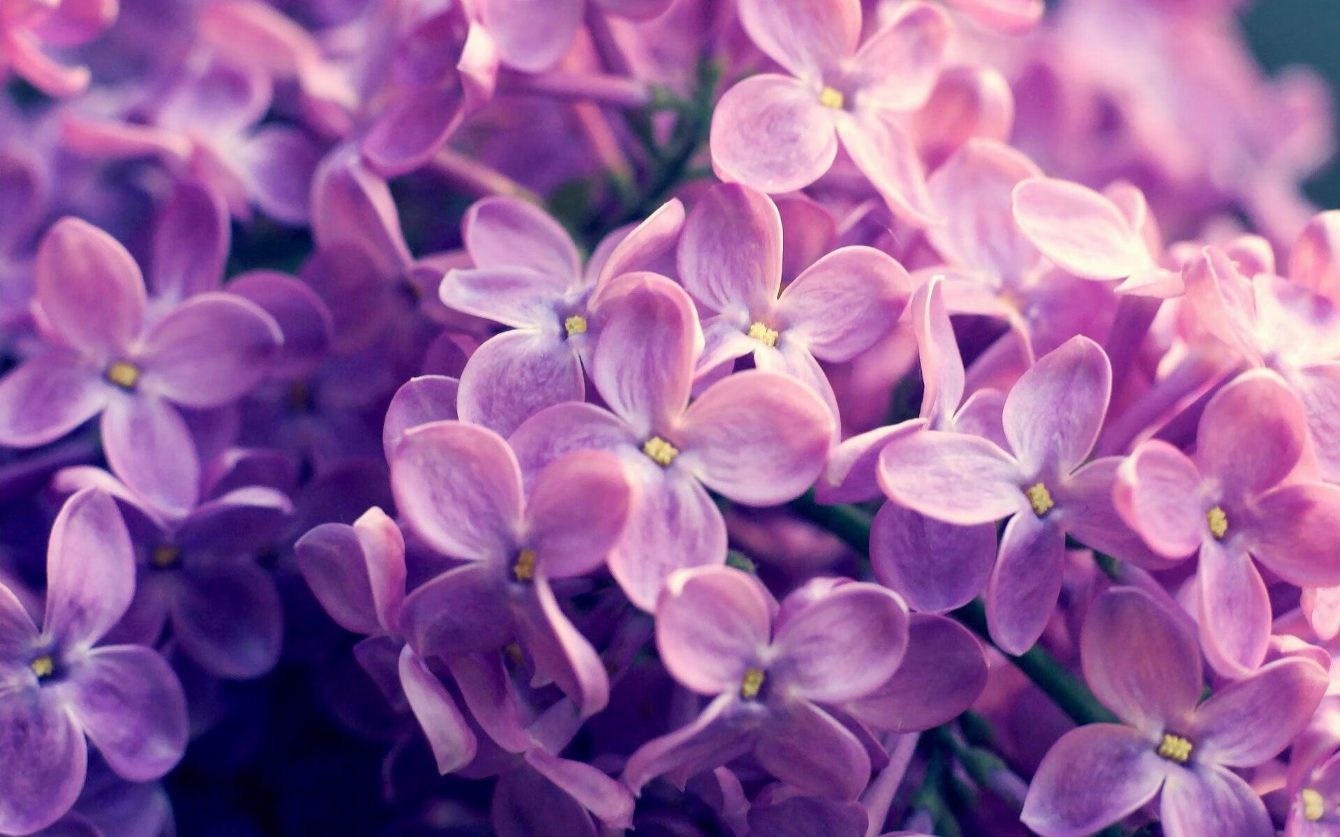 美加墨世界杯焦点战，法国里昂军团强势登陆，北美赛场掀起欧洲风暴