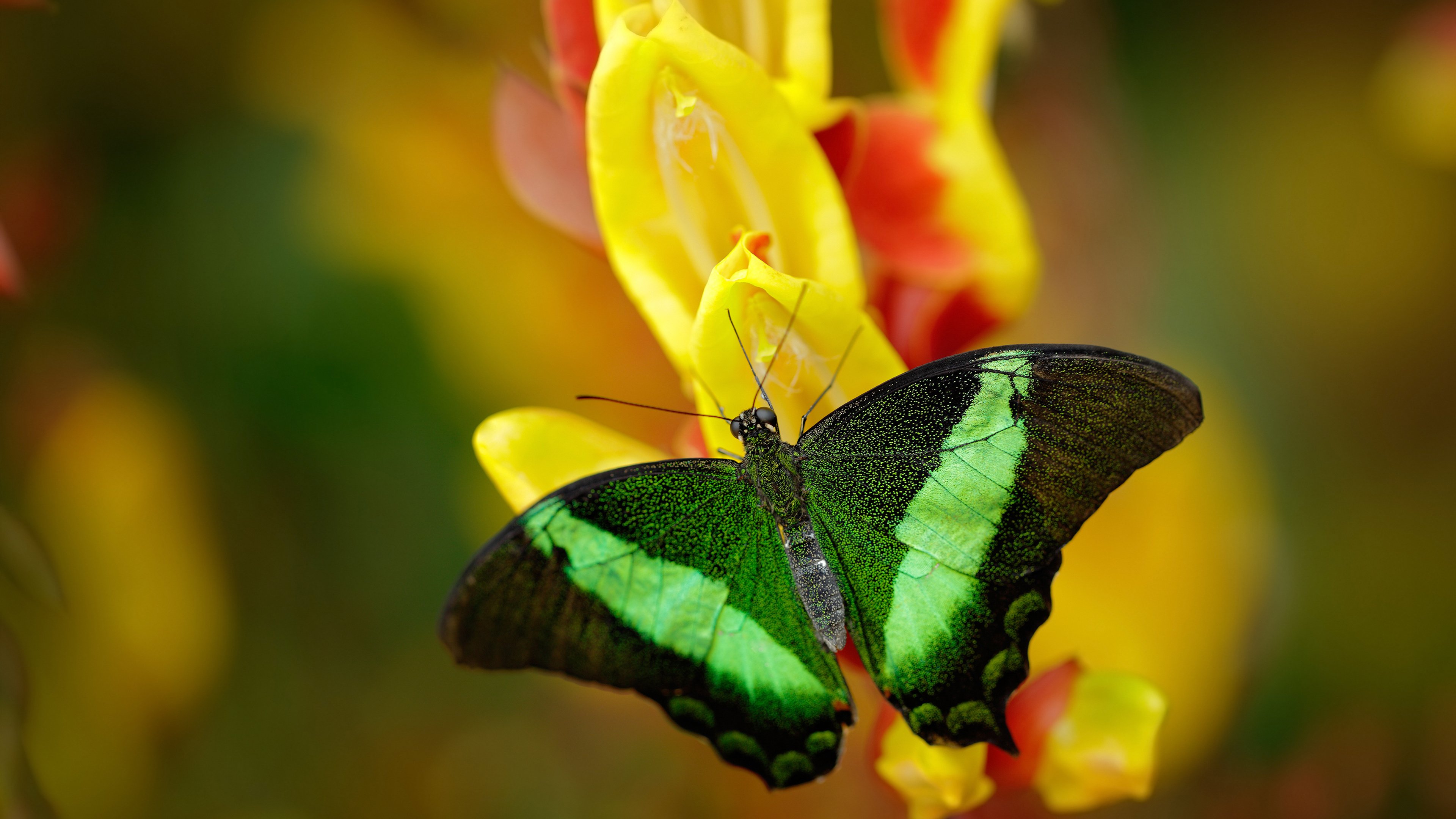 红龙之牙，当威尔士基因撕碎阿森纳的优雅