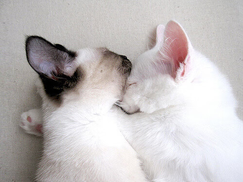 引擎对地板，极限赛场上的唯一逆转法则