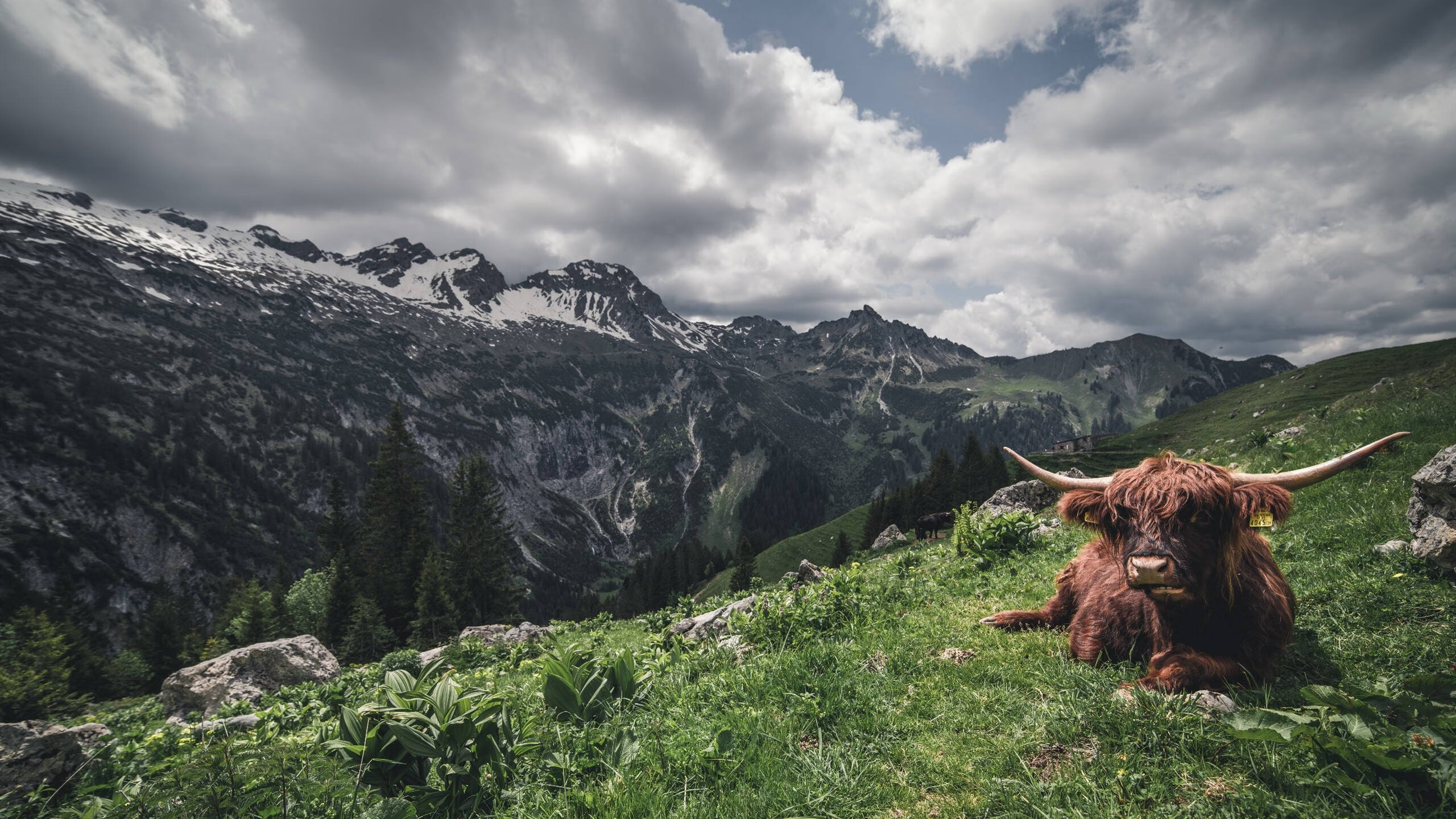 非洲雄鹰的咆哮与中场大师的魔术,足球之夜的双重奏