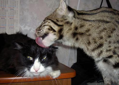 魔术利刃刺穿篮网，詹姆斯挥就关键绝唱