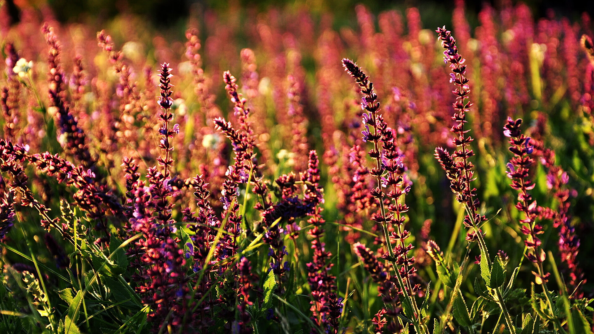 锁链与尖刀，贝恩窒息防守如何成为勇士王朝最后拼图，在终极较量中肢解湖人