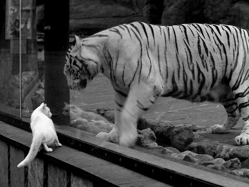 骑士主导比赛，福克斯化身关键先生成救世主