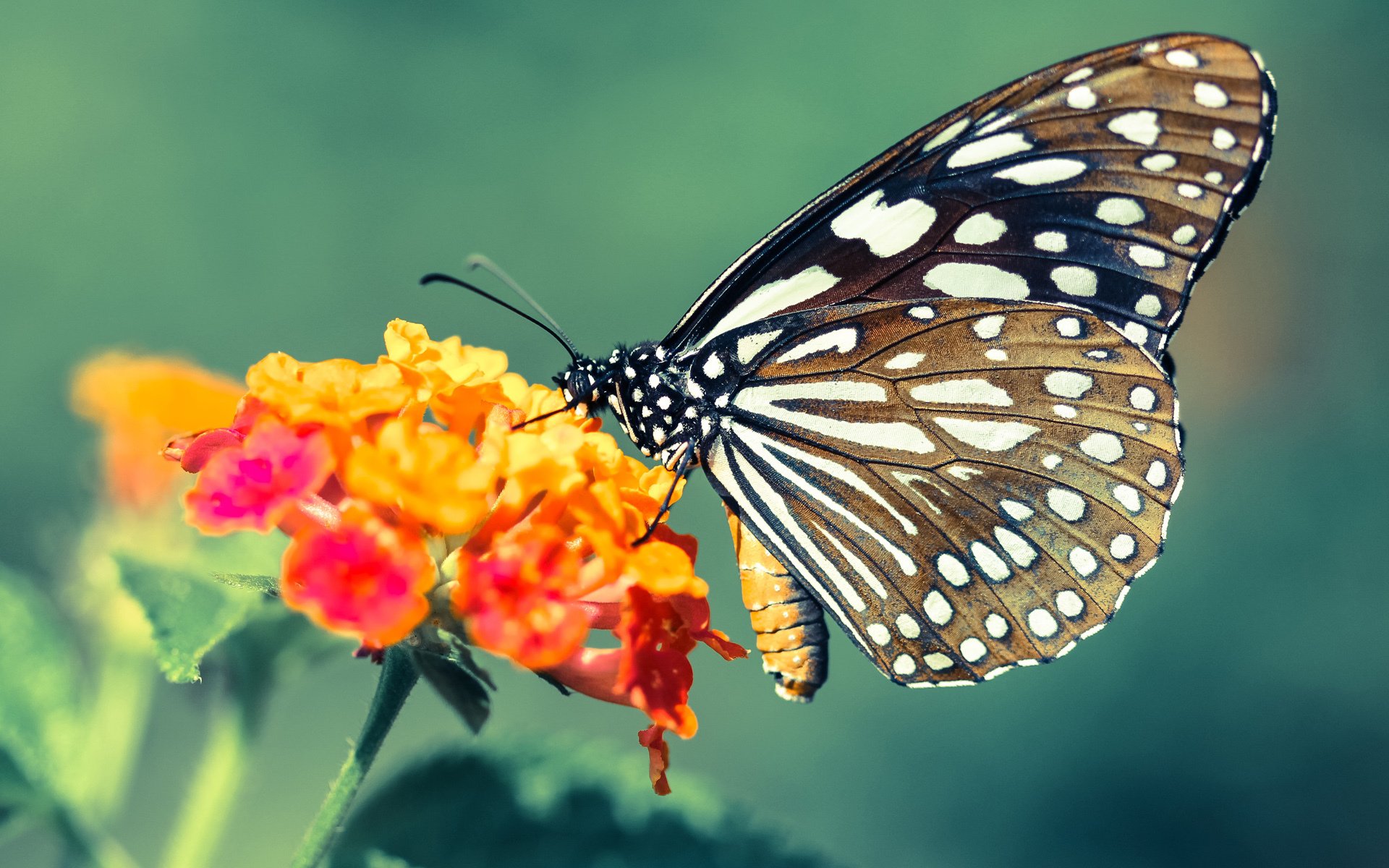 双面欧冠，内马尔交出完美答卷，拜仁用铁蹄踏碎黄黑之墙