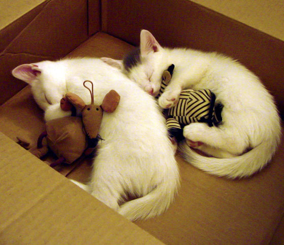 双面欧冠，内马尔交出完美答卷，拜仁用铁蹄踏碎黄黑之墙