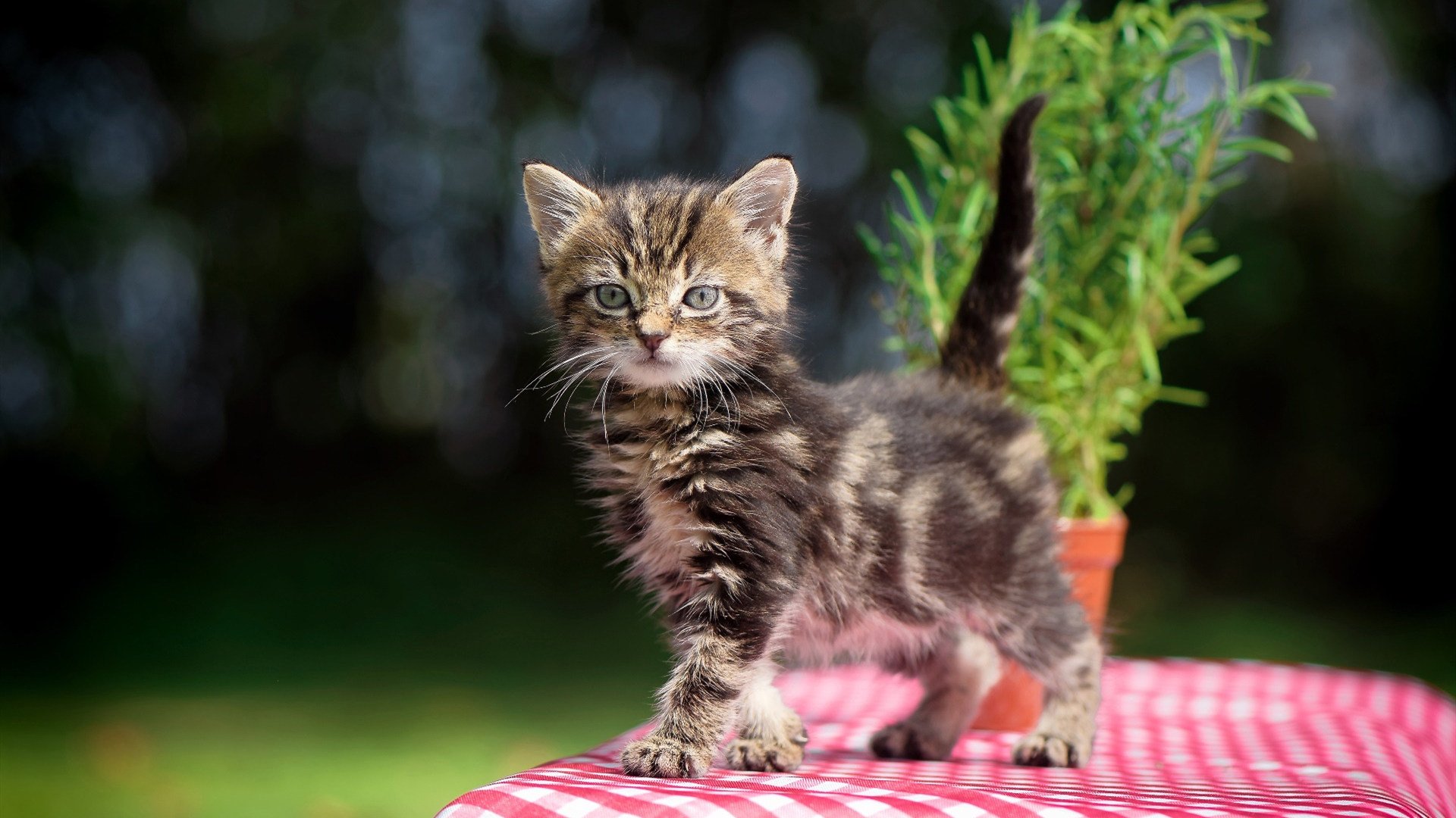 跨界双冠王,当篮球场血战遇上赛道轰鸣,西亚卡姆如何统治两个世界?