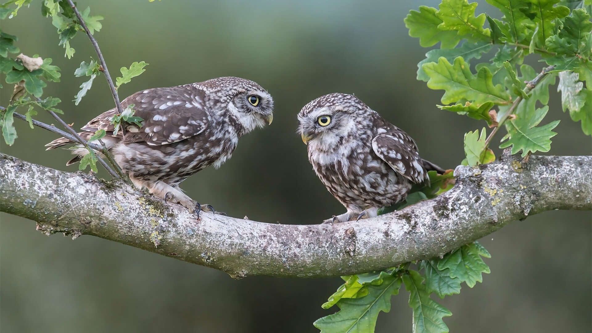 跨界双冠王,当篮球场血战遇上赛道轰鸣,西亚卡姆如何统治两个世界?
