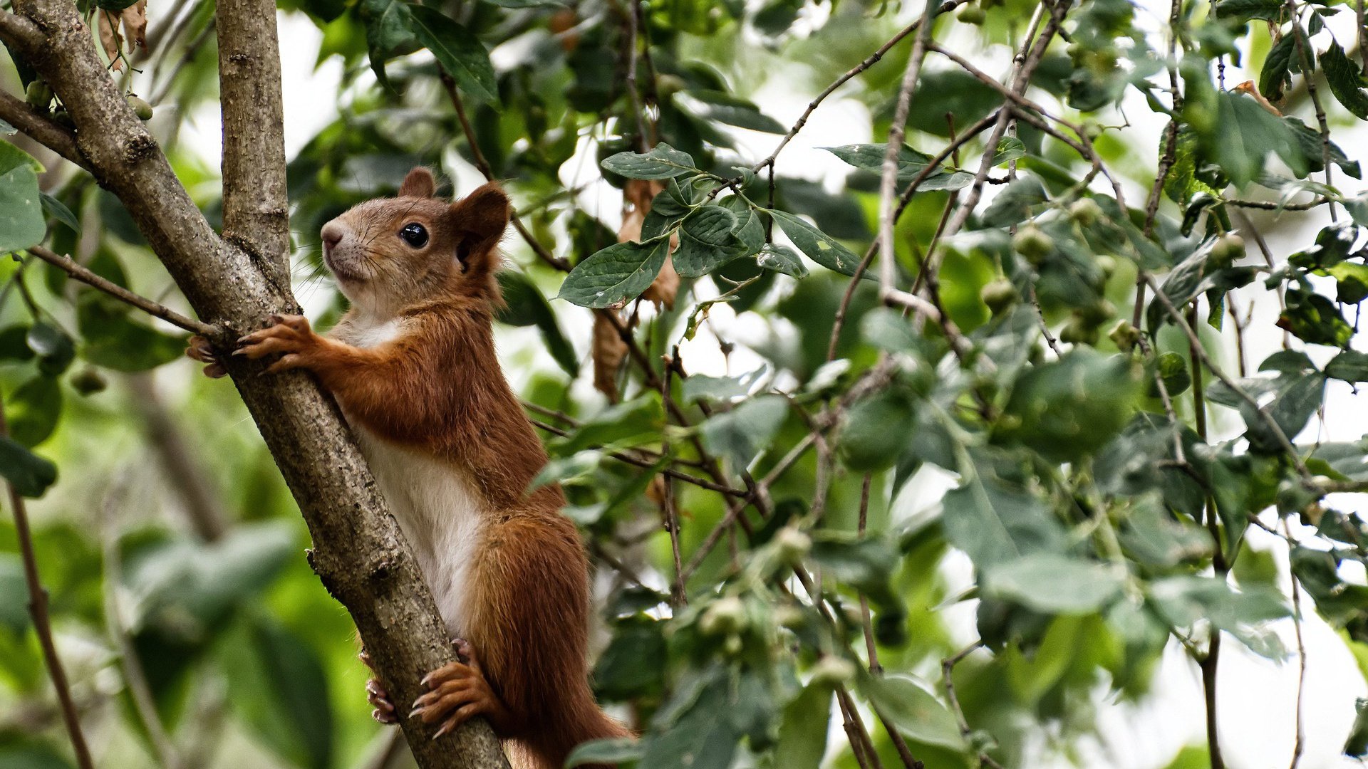 双城记，利拉德冰雪密尔沃基爆发，北京男篮热浪中强势猎鹰