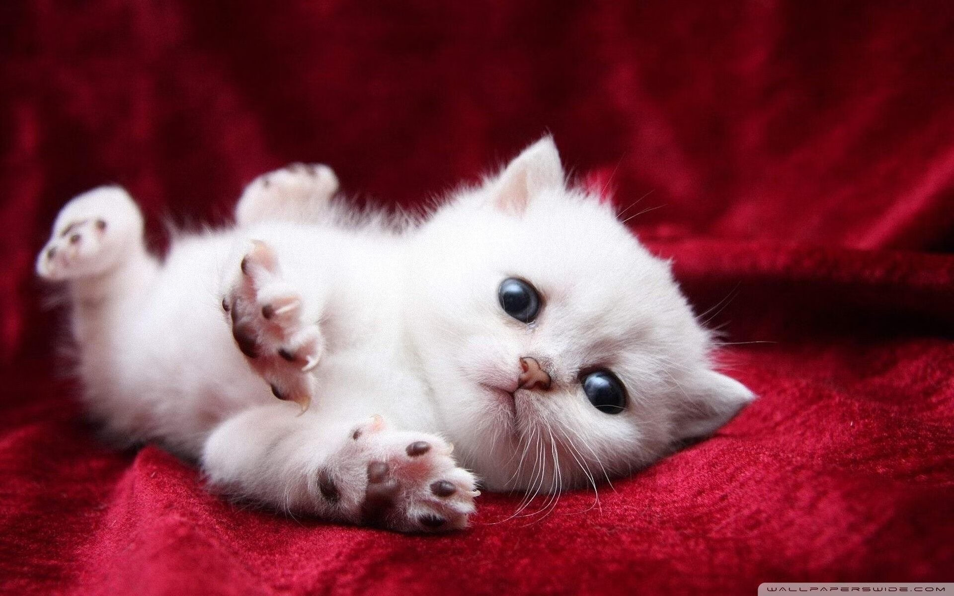 圣保罗的太阳升起，宿命对决中苏亚雷斯的末节权杖