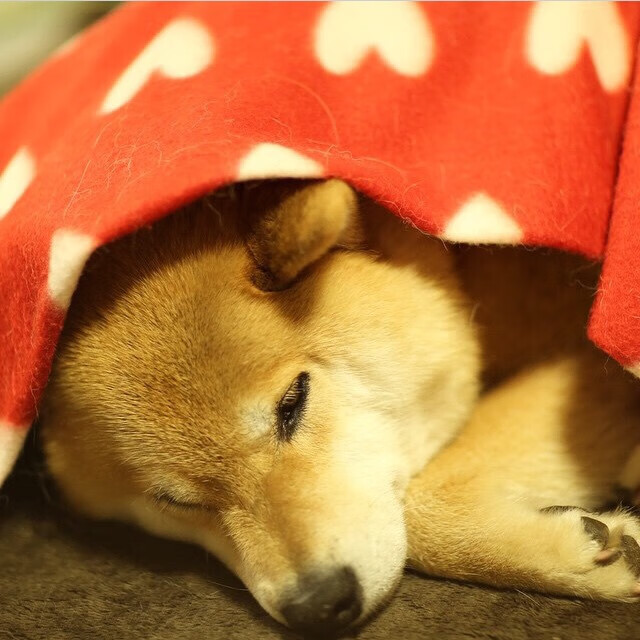 撕裂天空的血色壁垒，森林狼群猎杀鹈鹕，莫兰特如烈焰焚城