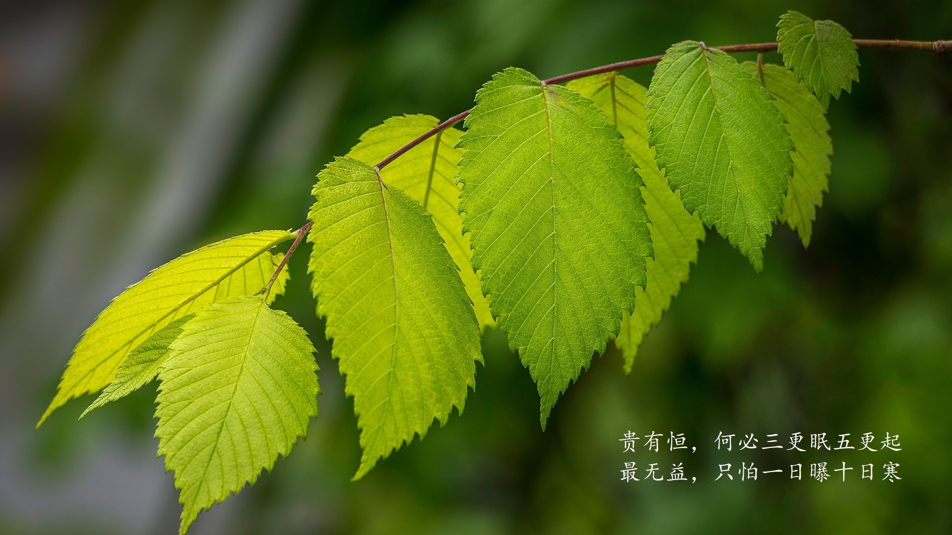 爱游戏在线-布拉格之夜的绿茵奇迹，当捷克铁骑踏碎桑巴舞步，努涅斯以一己之力改写了2026世界杯的史诗篇章