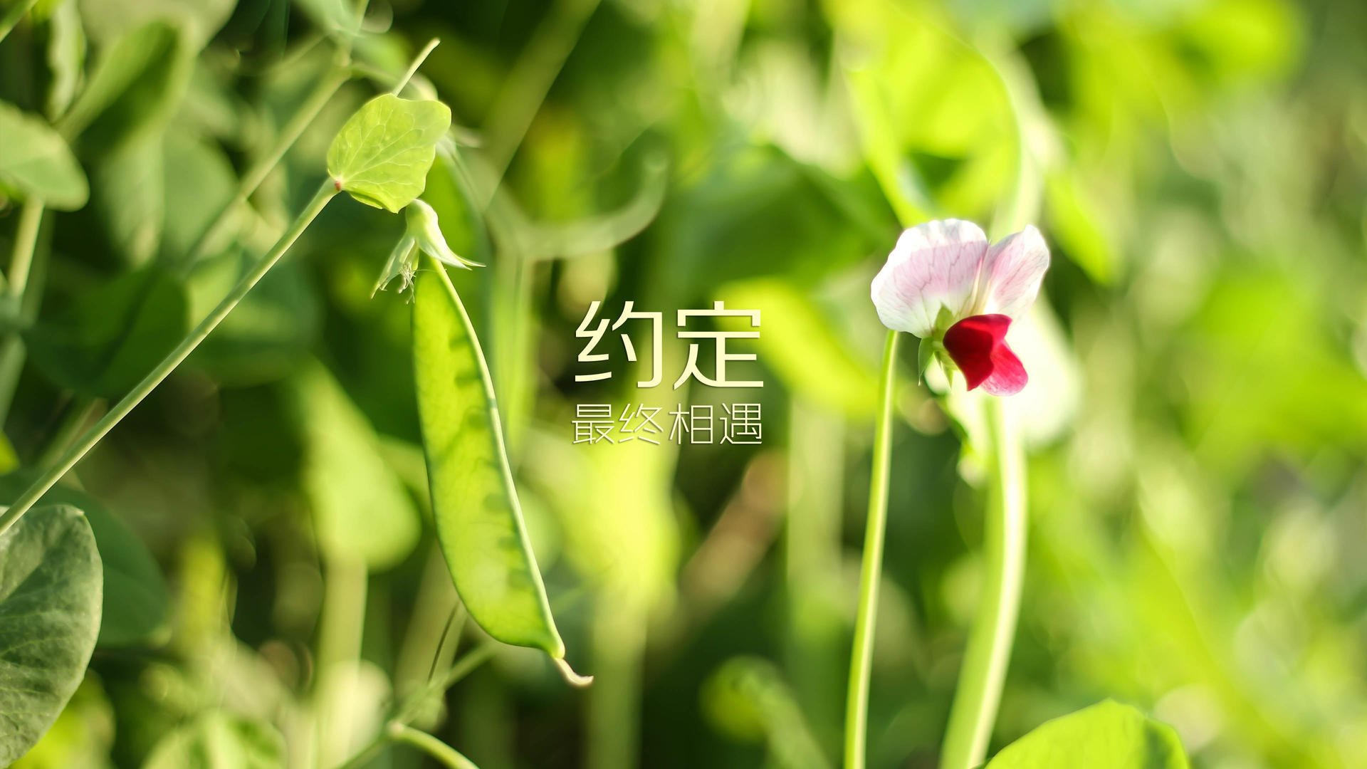 冷冽与烈火的碰撞，当德意志战车在冰原上碾过最后一秒—2026世界杯F组焦点战全景纪实